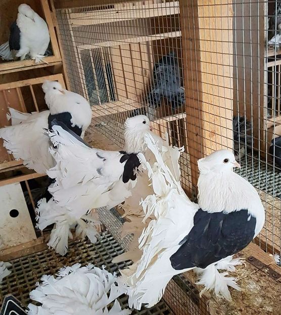  - 20_INDIAN FANTAIL MATCA-2018-2021