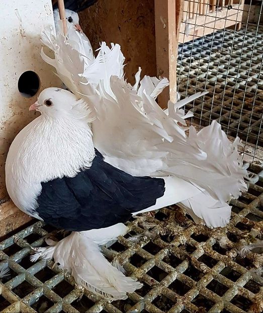  - 20_INDIAN FANTAIL MATCA-2018-2021