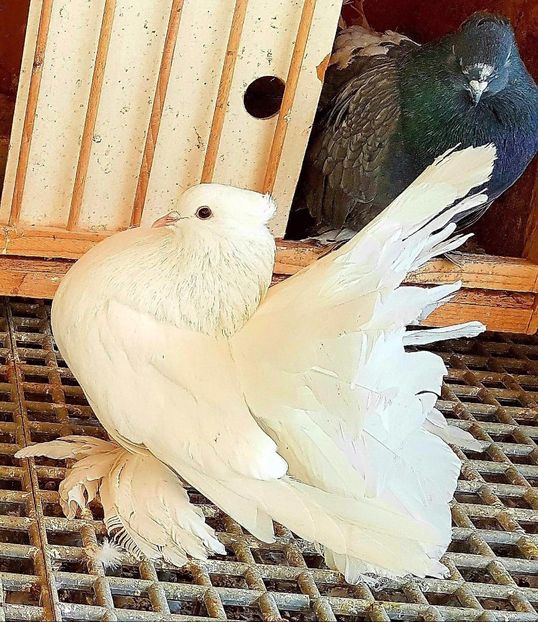  - 20_INDIAN FANTAIL MATCA-2018-2021