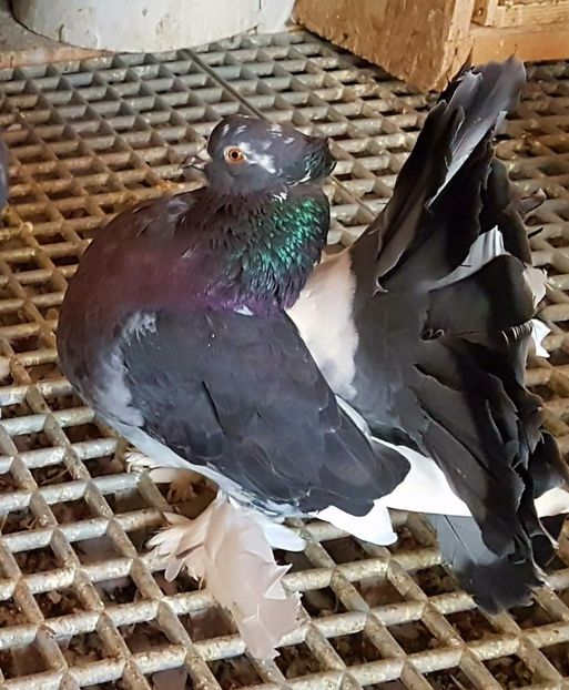  - 20_INDIAN FANTAIL MATCA-2018-2021