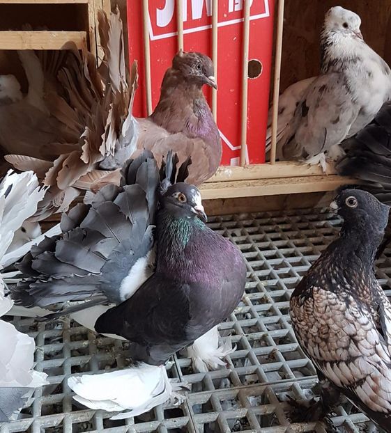  - 20_INDIAN FANTAIL MATCA-2018-2021