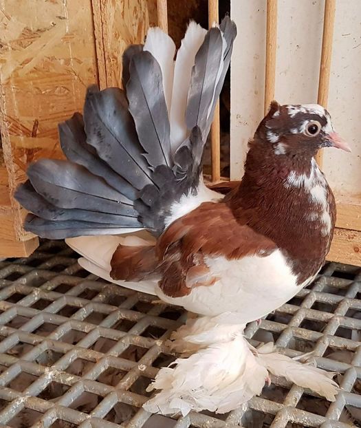  - 20_INDIAN FANTAIL MATCA-2018-2021