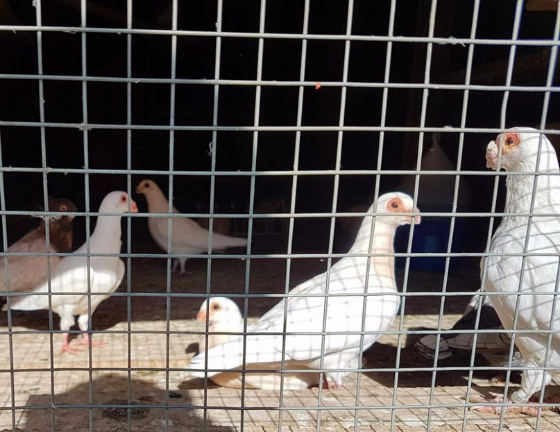  - 23_CARUNCULATI DE ORADEA MATCA-2021