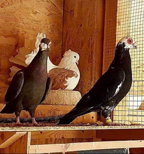  - 23_CARUNCULATI DE ORADEA MATCA-2021