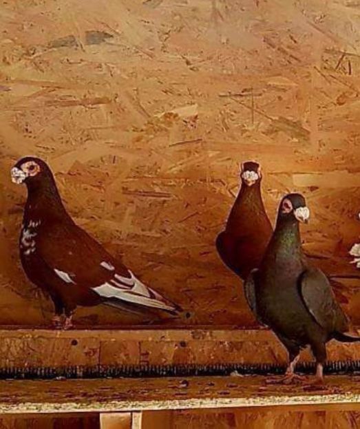  - 23_CARUNCULATI DE ORADEA MATCA-2021