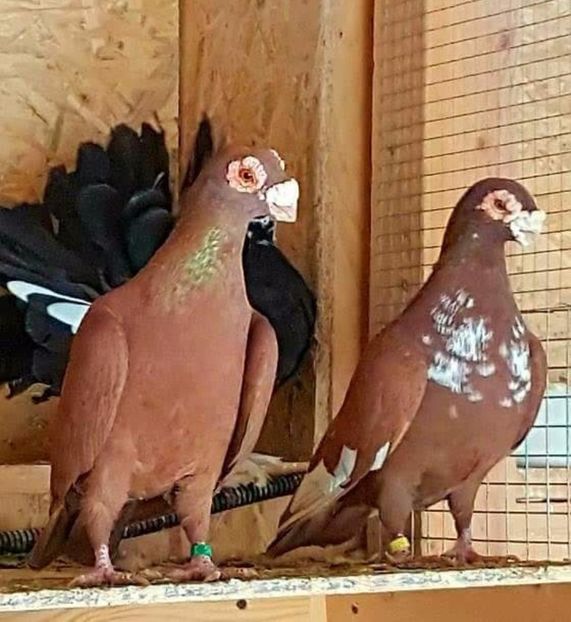  - 23_CARUNCULATI DE ORADEA MATCA-2021