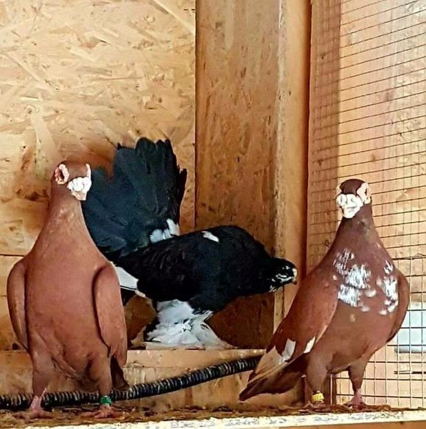  - 23_CARUNCULATI DE ORADEA MATCA-2021