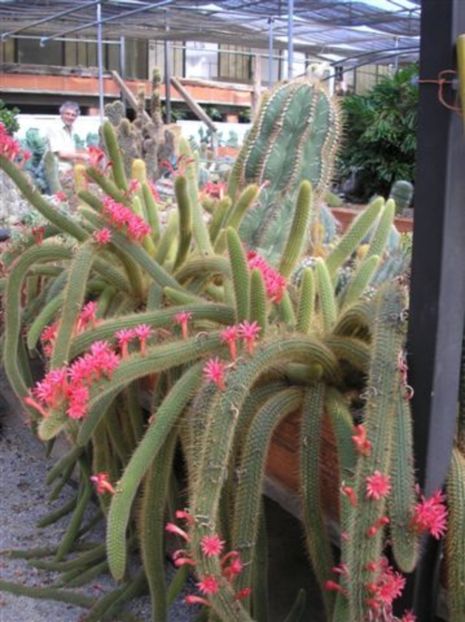 Poza preluată de pe net - Cleistocactus winteri-hildewintera aureispina