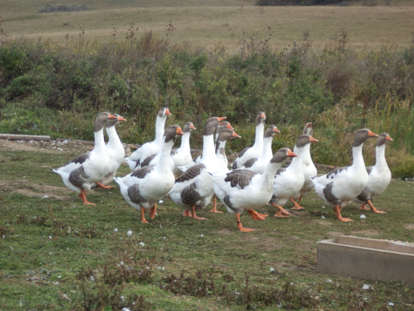  - Gaste Pomerania 2017