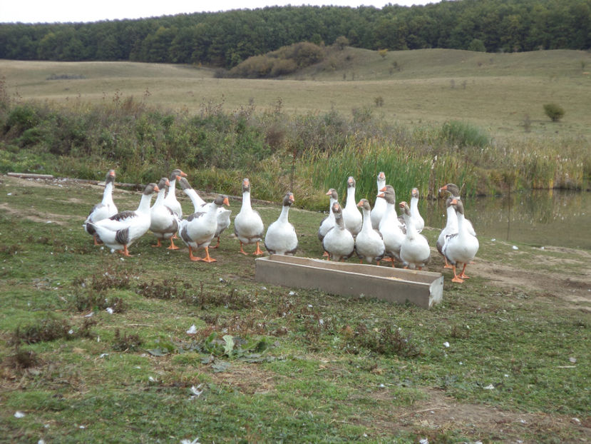  - Gaste Pomerania 2017