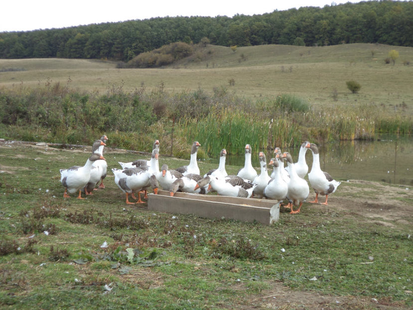  - Gaste Pomerania 2017