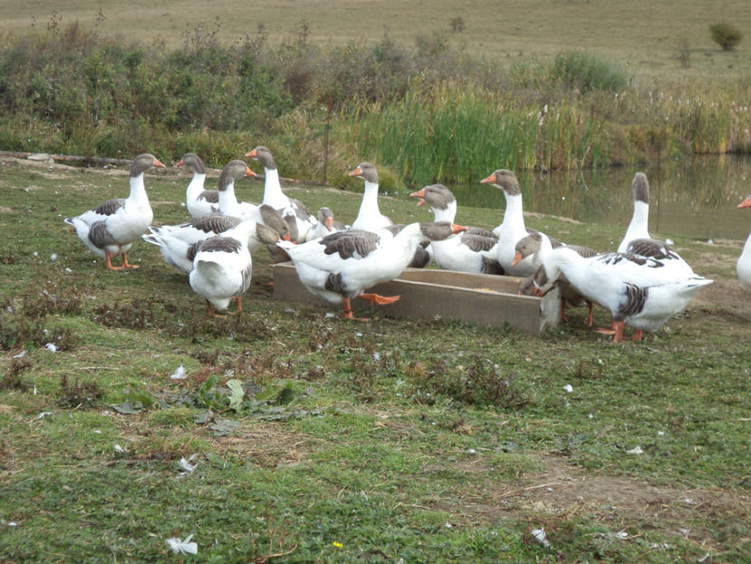  - Gaste Pomerania 2017