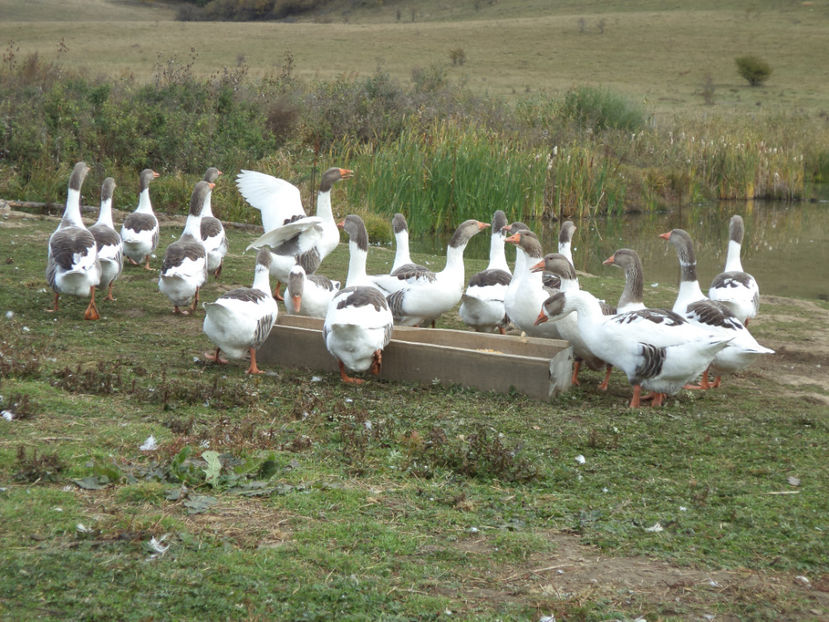  - Gaste Pomerania 2017