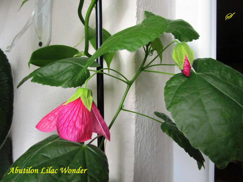 Lilac Wonder(8-10-2017) - Abutiloni 2017