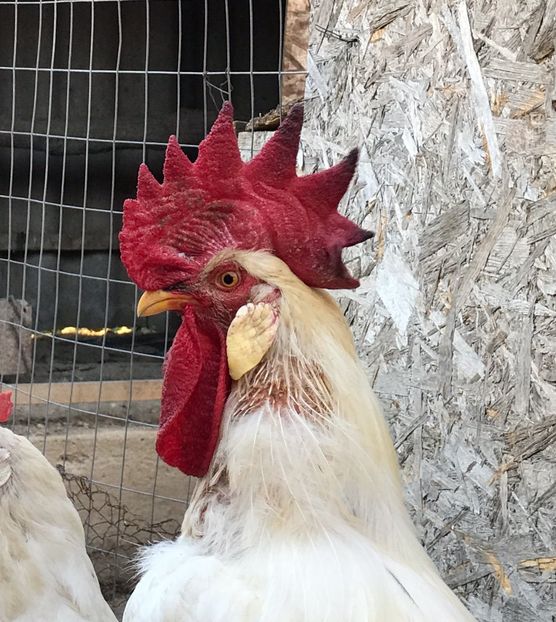 fullsizeoutput_abe - gaini italiene leghorn