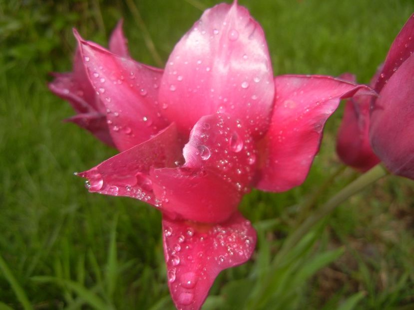 Tulipa Pimpernel (2017, April 28) - Tulipa Pimpernel