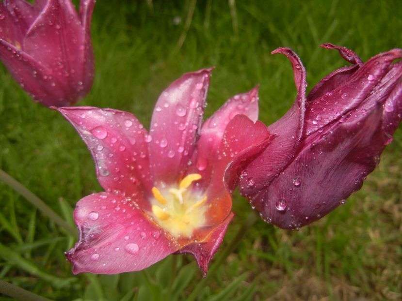 Tulipa Pimpernel (2017, April 29) - Tulipa Pimpernel