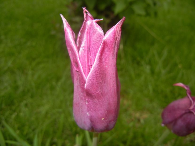 Tulipa Pimpernel (2017, April 30) - Tulipa Pimpernel