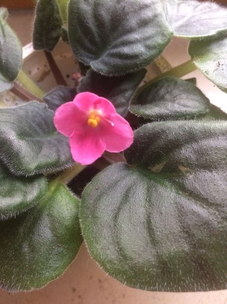 Un sport ? - A-Ajutor la identificat violete si alte plante