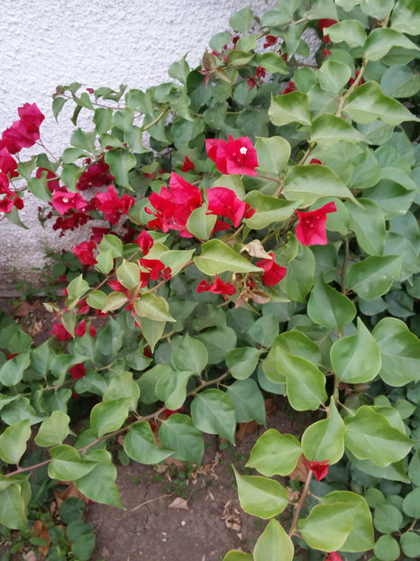  - Bougainvillea - cyclamen persicum