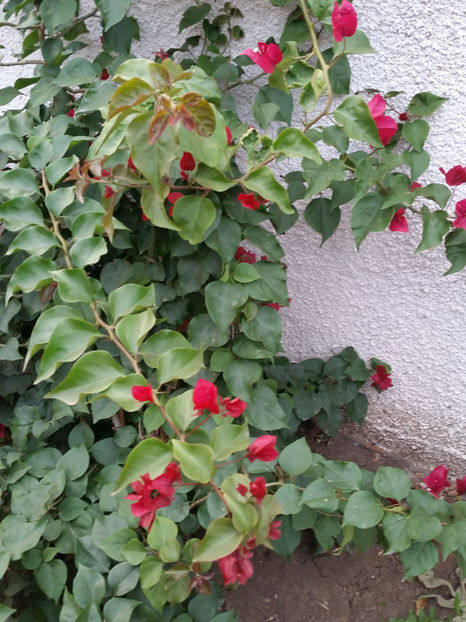  - Bougainvillea - cyclamen persicum