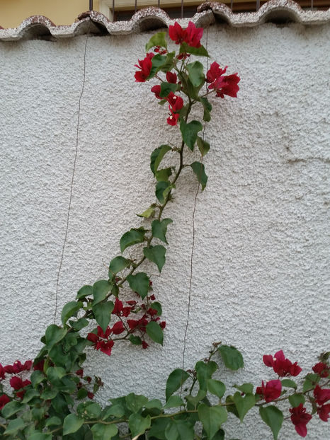  - Bougainvillea - cyclamen persicum