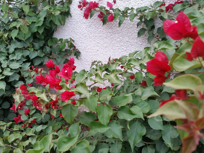  - Bougainvillea - cyclamen persicum