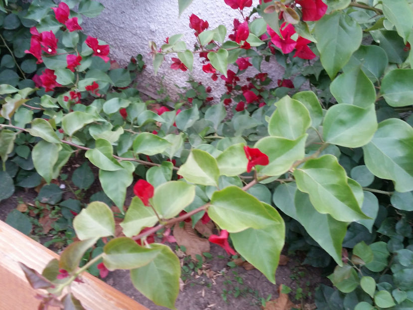  - Bougainvillea - cyclamen persicum