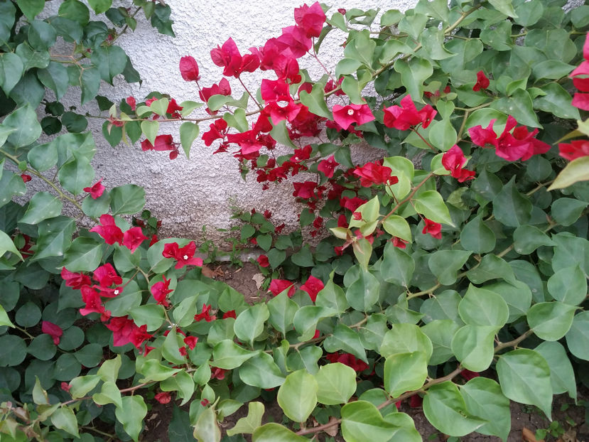  - Bougainvillea - cyclamen persicum