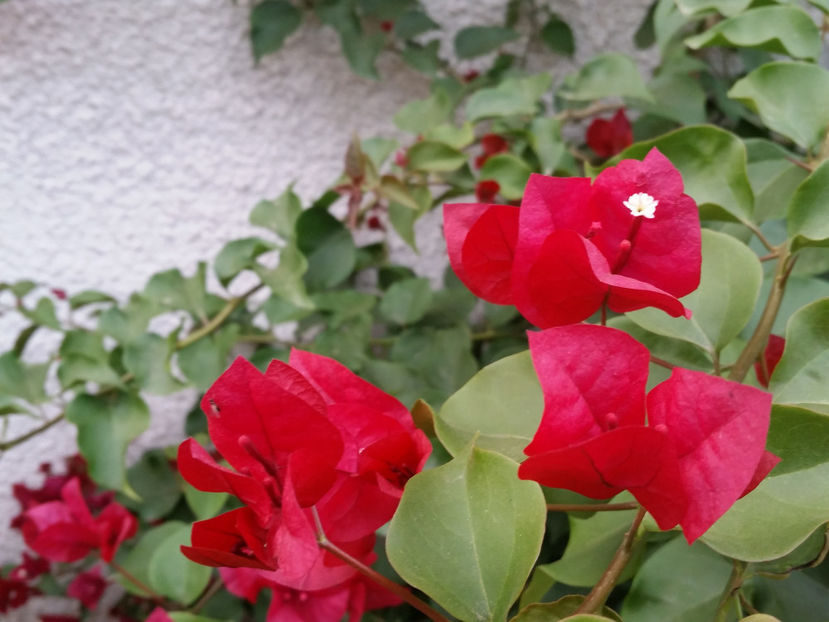  - Bougainvillea - cyclamen persicum