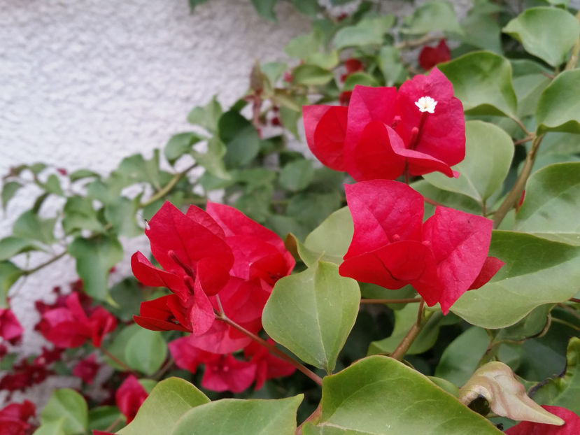  - Bougainvillea - cyclamen persicum