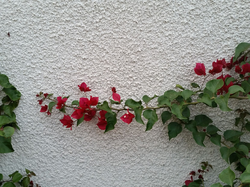  - Bougainvillea - cyclamen persicum