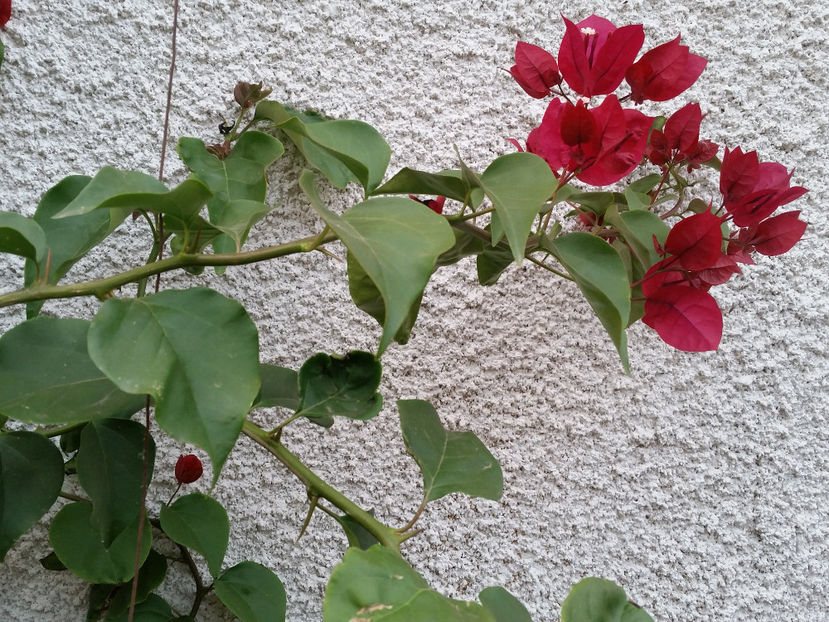  - Bougainvillea - cyclamen persicum