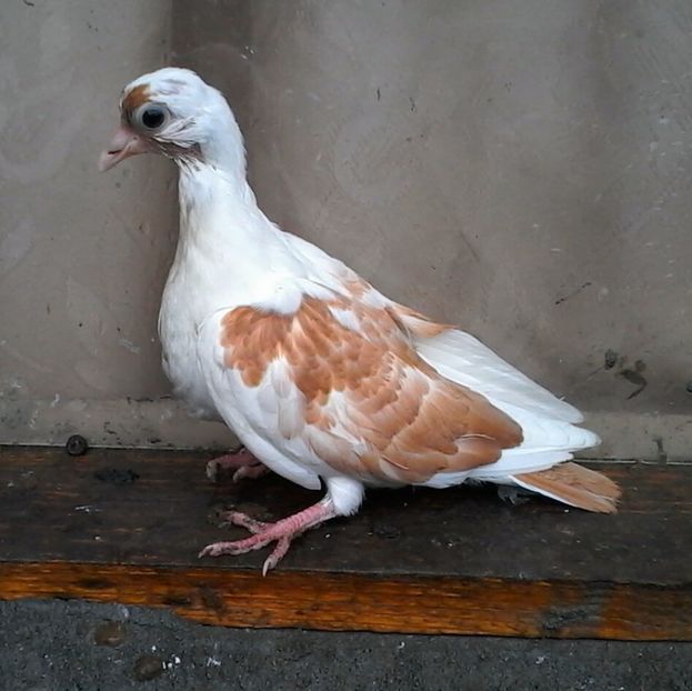 Din moriscari - z1-pui 2015 2016 2017 2018