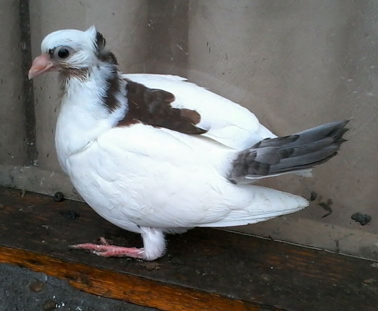 Mama moriscara tate - z1-pui 2015 2016 2017 2018