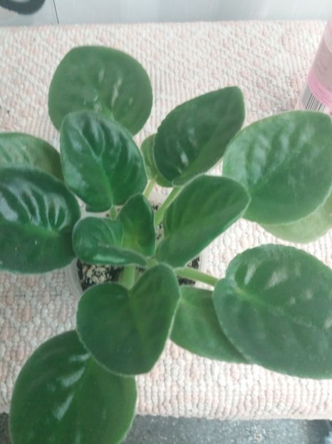 5 OCT - ZZ EK Belaia Koroleva -White Queen