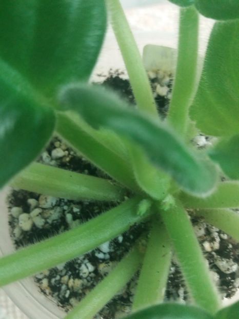 5 OCT - ZZ EK Belaia Koroleva -White Queen