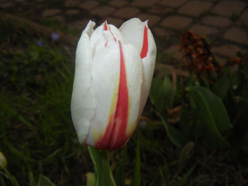 Tulipa Happy Generation (2017, April 17) - Tulipa Happy Generation