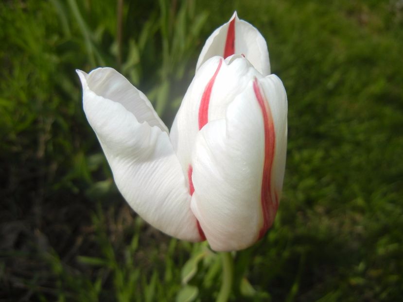 Tulipa Happy Generation (2017, April 21) - Tulipa Happy Generation