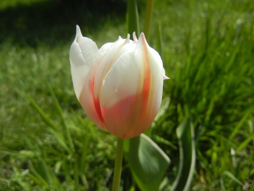 Tulipa Happy Generation (2017, April 22) - Tulipa Happy Generation