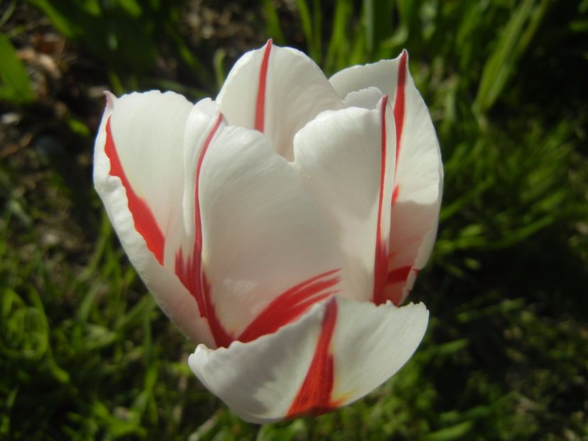 Tulipa Happy Generation (2017, April 22) - Tulipa Happy Generation