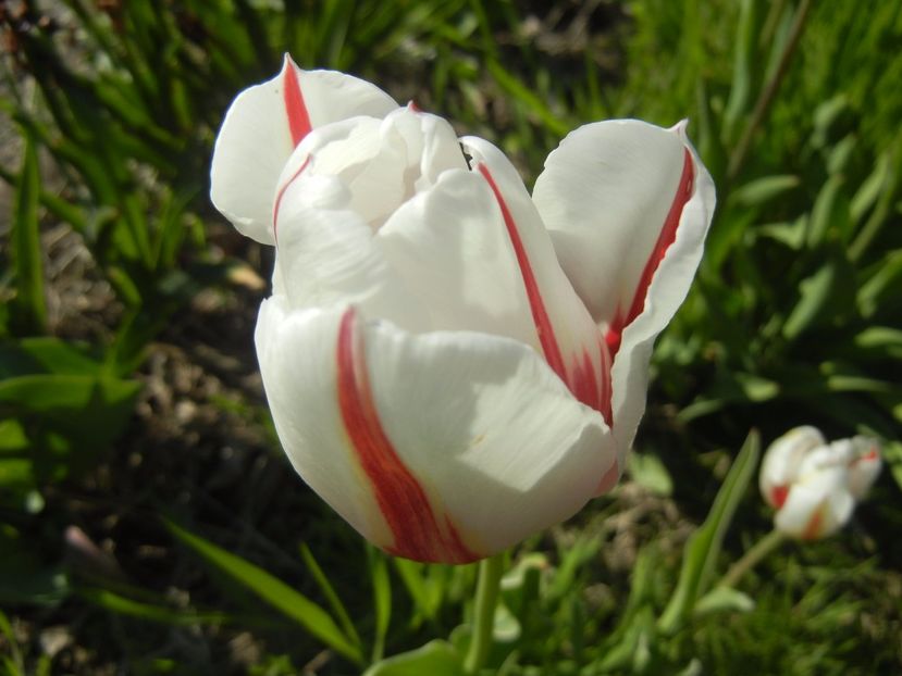 Tulipa Happy Generation (2017, April 22) - Tulipa Happy Generation