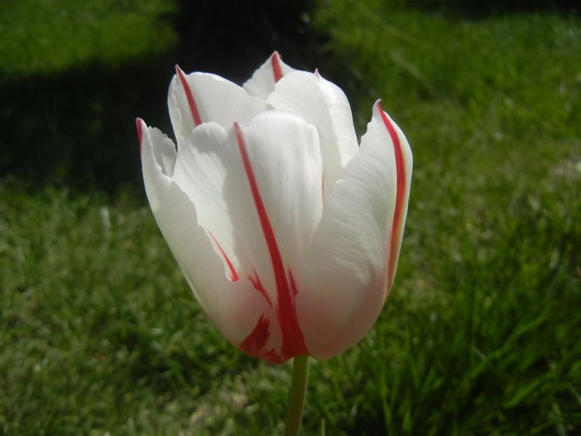 Tulipa Happy Generation (2017, April 22) - Tulipa Happy Generation