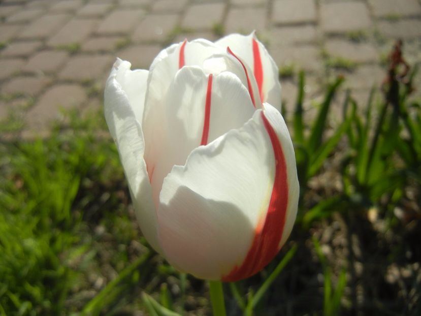 Tulipa Happy Generation (2017, April 22) - Tulipa Happy Generation