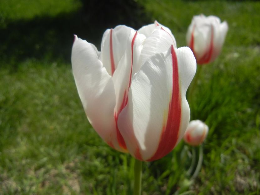 Tulipa Happy Generation (2017, April 22) - Tulipa Happy Generation