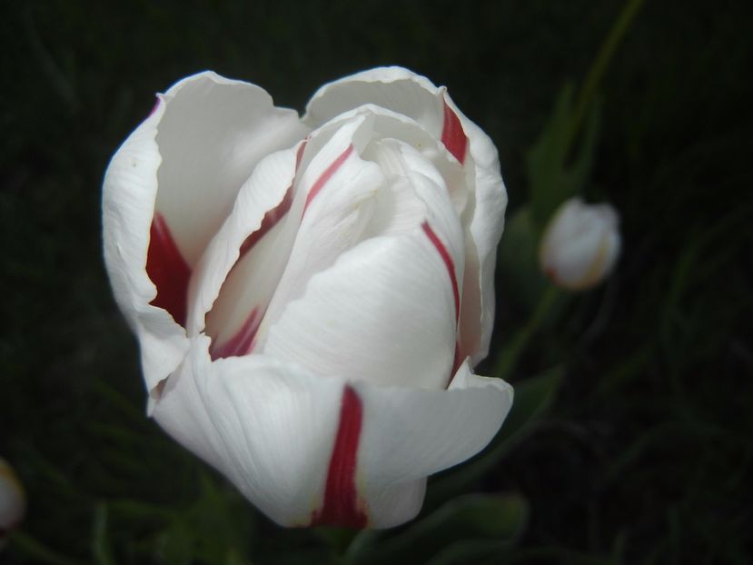 Tulipa Happy Generation (2017, April 24) - Tulipa Happy Generation