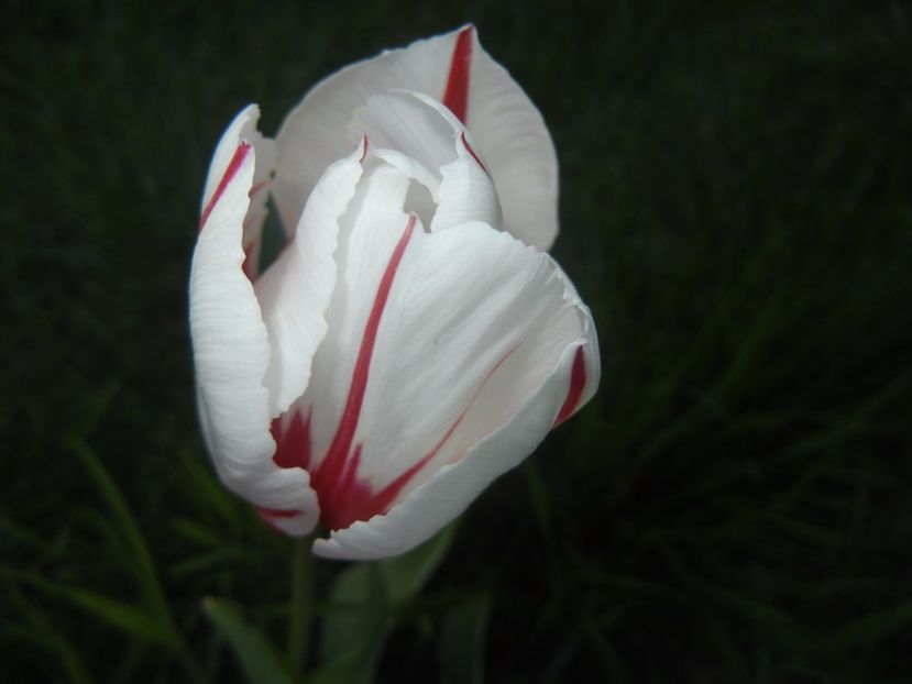 Tulipa Happy Generation (2017, April 24) - Tulipa Happy Generation