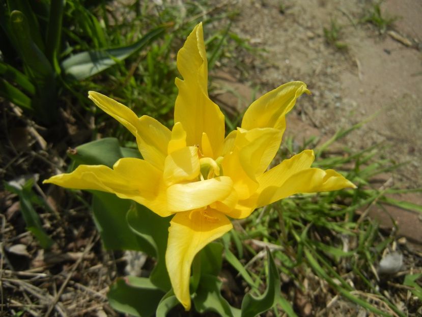 Tulipa Yellow Spider (2017, April 16) - Tulipa Yellow Spider