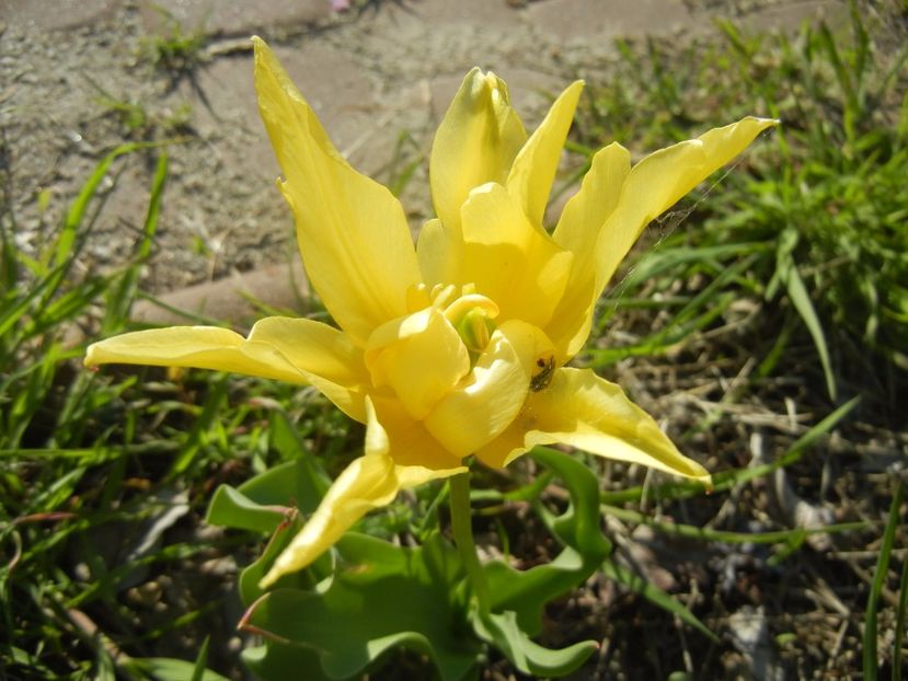 Tulipa Yellow Spider (2017, April 22) - Tulipa Yellow Spider