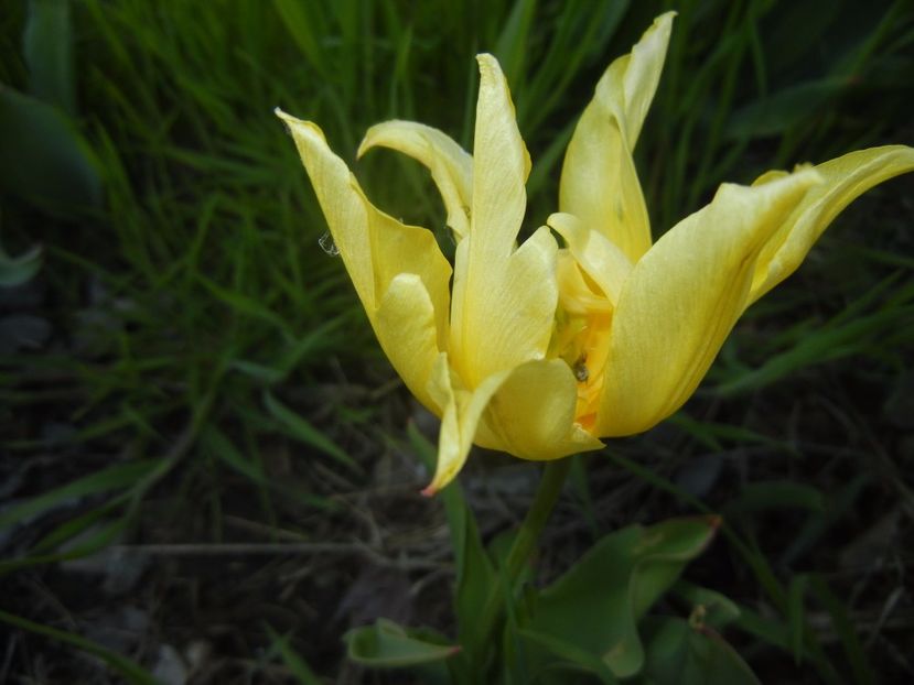 Tulipa Yellow Spider (2017, April 24) - Tulipa Yellow Spider